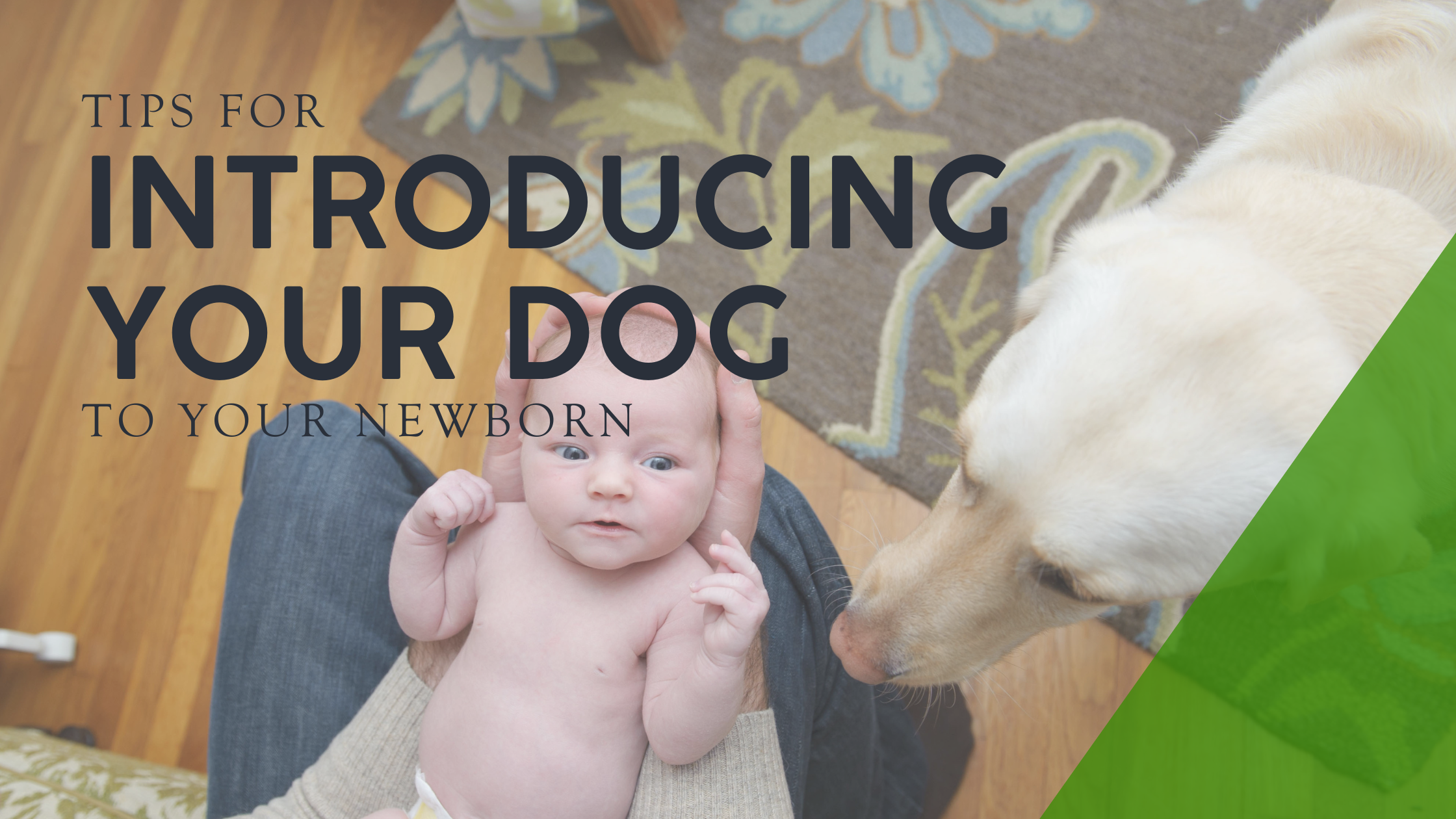 dog to your newborn